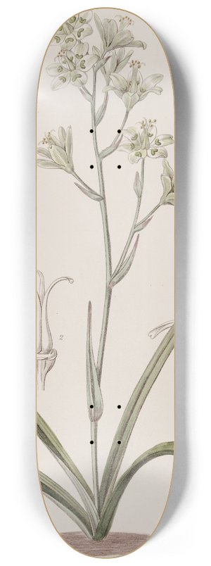 Sydenham Edwards - Glaucous Zigadenus 8.25 inch art skate deck