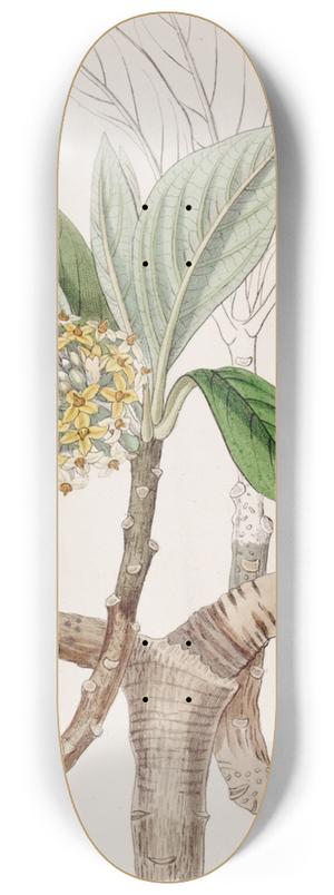 Sydenham Edwards - Golden Edgworthia 8.25 inch art skate deck