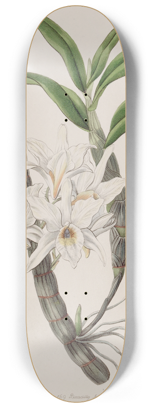 Sydenham Edwards - Golden-flowered Dendrobium. 8.25 inch art skate deck