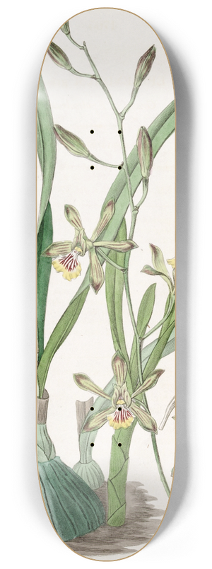 Sydenham Edwards - Graceful Epidendrum 8.25 inch art skate deck