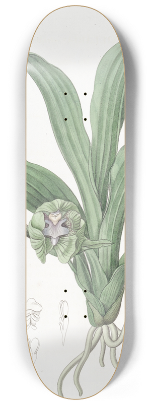 Sydenham Edwards - Green Maxillaria 8.25 inch art skate deck