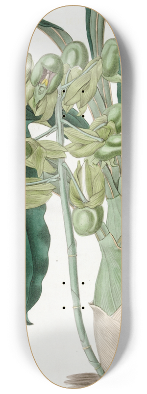 Sydenham Edwards - Half-open Catasetum 8.25 inch art skate deck