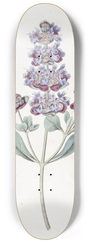 Sydenham Edwards - Hoary Audibertia 8.25 inch art skate deck