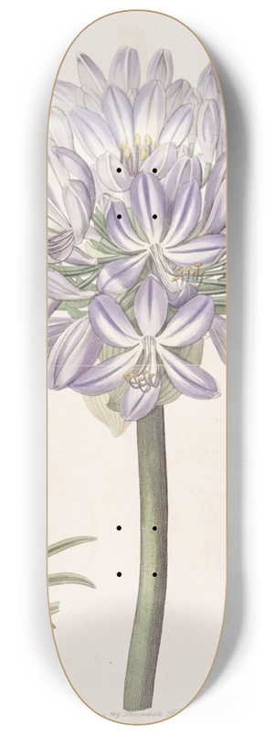 Sydenham Edwards - Large-flowered African Blue-Lily 8.25 inch art skate deck