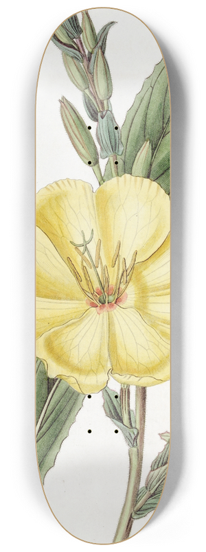Sydenham Edwards - Large-flowered biennial Evening Primrose 8.25 inch art skate deck