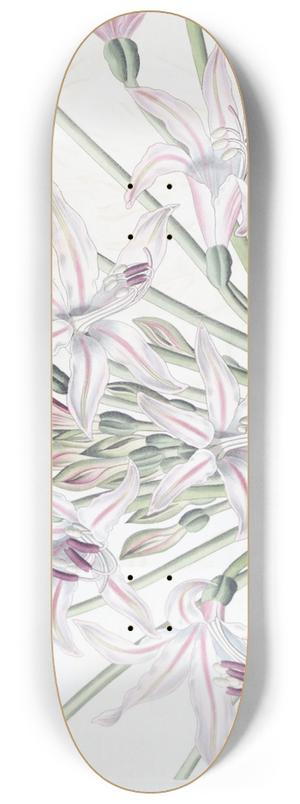 Sydenham Edwards - Large-flowered Brunsvigia 8.25 inch art skate deck
