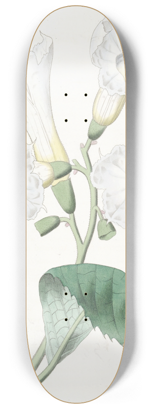Sydenham Edwards - Large-flowered Cordia 8.25 inch art skate deck
