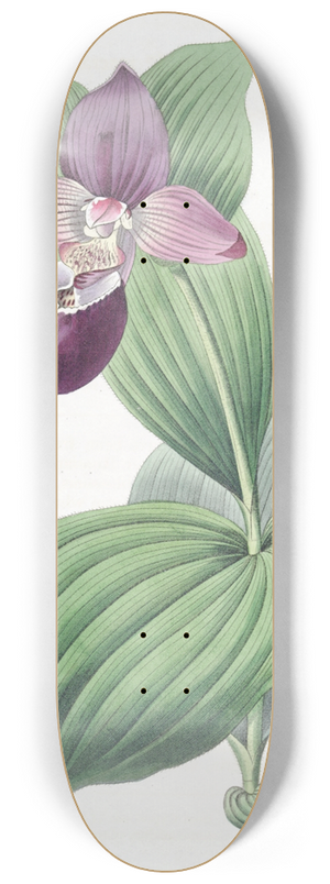 Sydenham Edwards - Large-flowered Ladys Slipper 8.25 inch art skate deck