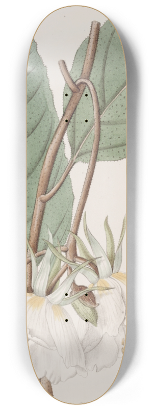 Sydenham Edwards - Large-flowered Trochetia 8.25 inch art skate deck