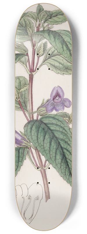 Sydenham Edwards - Large-flowered Wingpoint 8.25 inch art skate deck