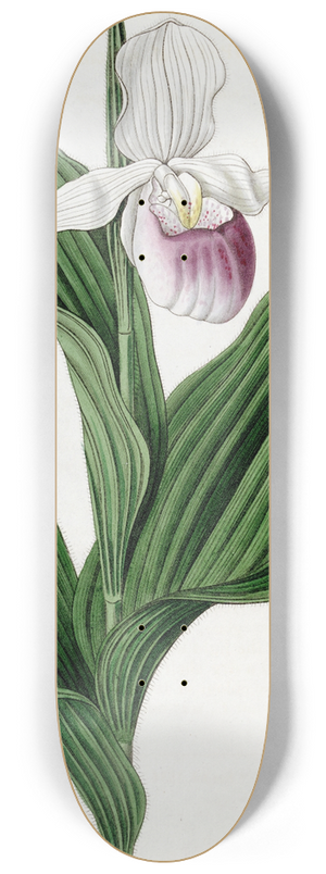 Sydenham Edwards - Large white Ladys Slipper 8.25 inch art skate deck