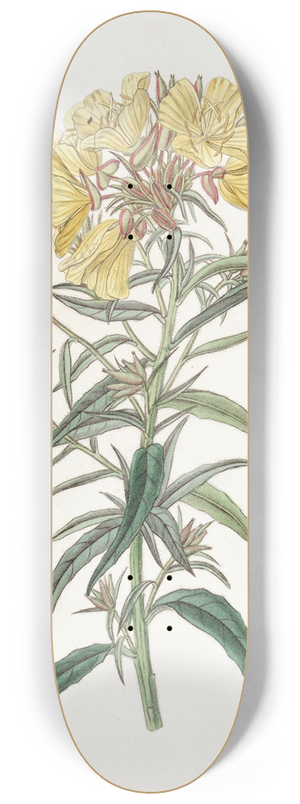 Sydenham Edwards - Late-flowering Evening Primrose 8.25 inch art skate deck