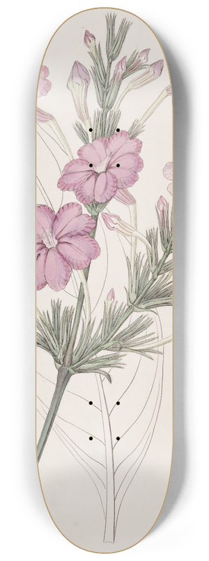 Sydenham Edwards - Lilac-flowered Ruellia. 8.25 inch art skate deck
