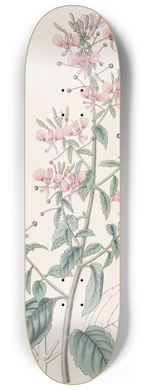 Sydenham Edwards - Line-leaved Lopezia 8.25 inch art skate deck