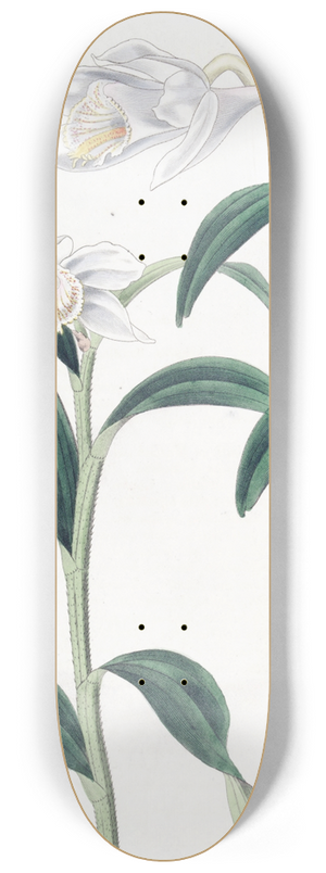 Sydenham Edwards - Long-horned Dendrobium 8.25 inch art skate deck