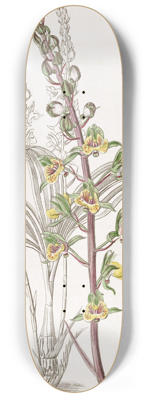 Sydenham Edwards - Long-spiked Eulophia 8.25 inch art skate deck