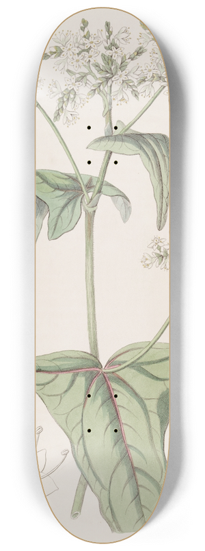 Sydenham Edwards - Loose-flowered Buckwheat 8.25 inch art skate deck