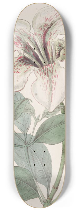 Sydenham Edwards - Lord Derbys Gardenia 8.25 inch art skate deck