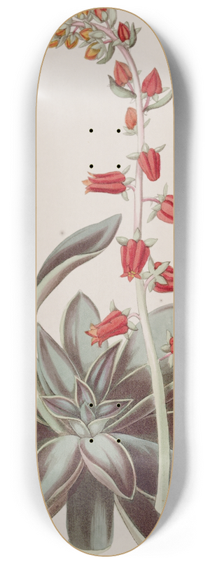 Sydenham Edwards - Lurid Echeveria 8.25 inch art skate deck
