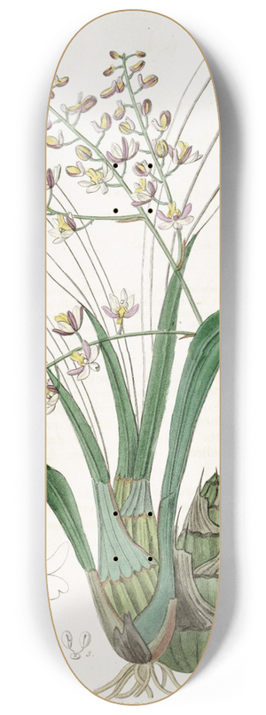 Sydenham Edwards - Lurid Eulophia 8.25 inch art skate deck