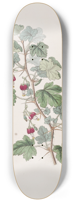 Sydenham Edwards - Menzies Gooseberry 8.25 inch art skate deck