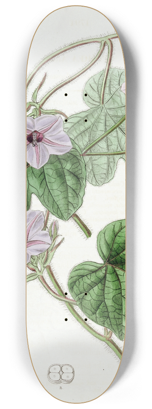 Sydenham Edwards - Mr. Aitons Ipomaea 8.25 inch art skate deck