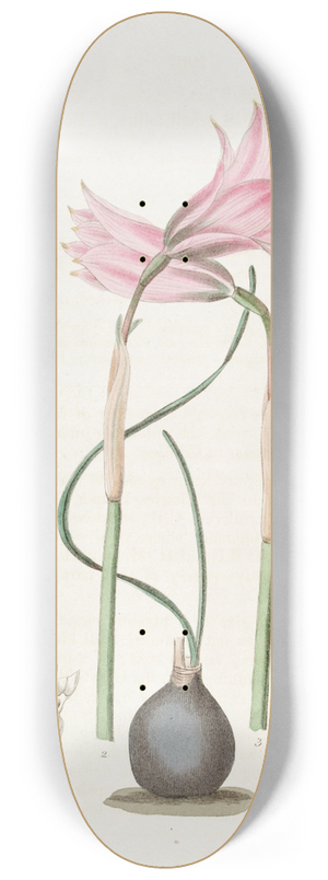 Sydenham Edwards - Mr. Booths Slender-leaved Habranthus 8.25 inch art skate deck