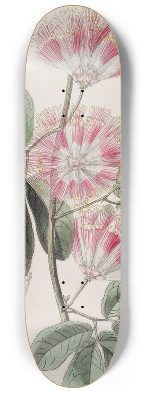 Sydenham Edwards - Mr. Harriss Inga 8.25 inch art skate deck