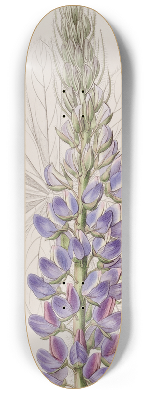 Sydenham Edwards - Mr. Hartwegs Lupine 8.25 inch art skate deck