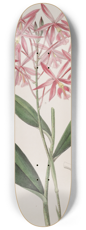 Sydenham Edwards - Mr. Schomburgks Epidendrum 8.25 inch art skate deck