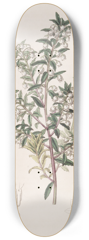 Sydenham Edwards - Narrow-leaved Pernettya 8.25 inch art skate deck