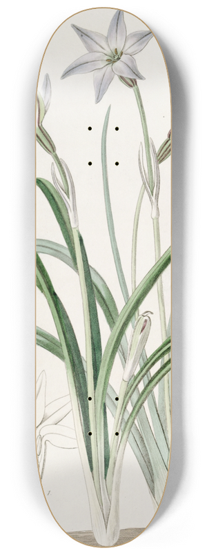 Sydenham Edwards - One-flowered Tritelia 8.25 inch art skate deck
