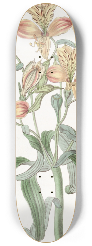 Sydenham Edwards - Orange-flowered Alstraemeria 8.25 inch art skate deck