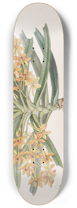 Sydenham Edwards - Orange-red Saccolabe 8.25 inch art skate deck