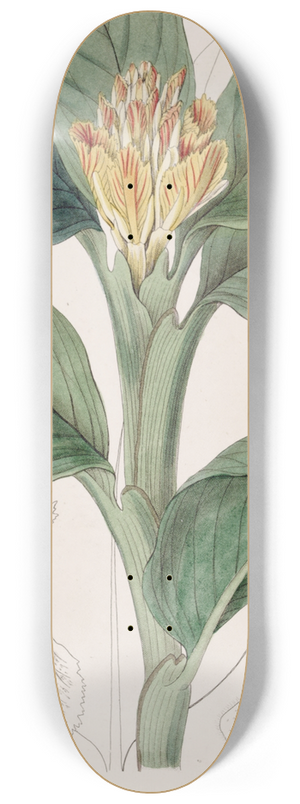 Sydenham Edwards - Orange-yellow Amomum 8.25 inch art skate deck