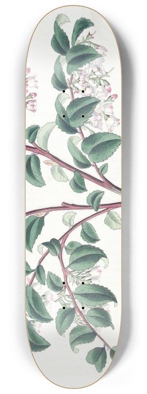 Sydenham Edwards - Ovate-leaved Bilberry 8.25 inch art skate deck