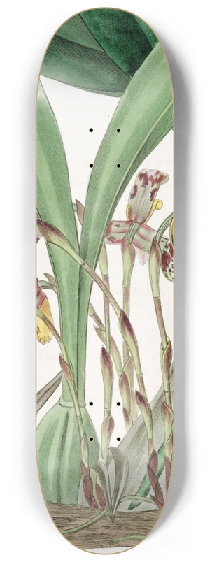 Sydenham Edwards - Painted Maxillaria 8.25 inch art skate deck