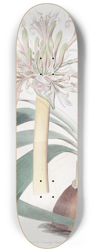 Sydenham Edwards - Pale Corana Amaryllis 8.25 inch art skate deck