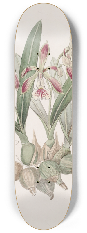 Sydenham Edwards - Pear-shaped Epidendrum 8.25 inch art skate deck