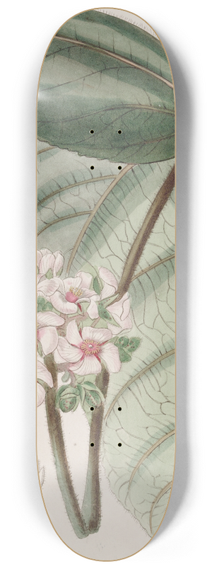 Sydenham Edwards - Pink Astiria 8.25 inch art skate deck