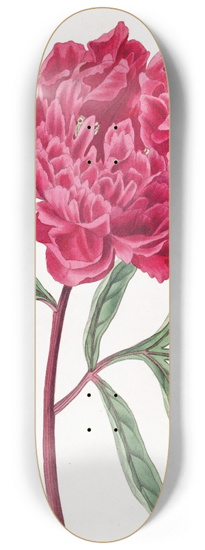Sydenham Edwards - Pottss Chinese Paeony 8.25 inch art skate deck