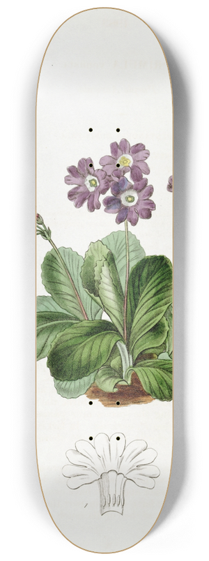 Sydenham Edwards - Purple Auricula 8.25 inch art skate deck