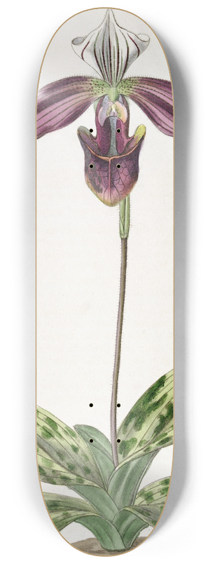 Sydenham Edwards - Purple-stained Ladys Slipper 8.25 inch art skate deck