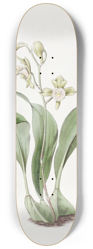 Sydenham Edwards - Raceme-flowered Maxillaria 8.25 inch art skate deck