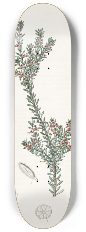 Sydenham Edwards - Red Crowberry 8.25 inch art skate deck