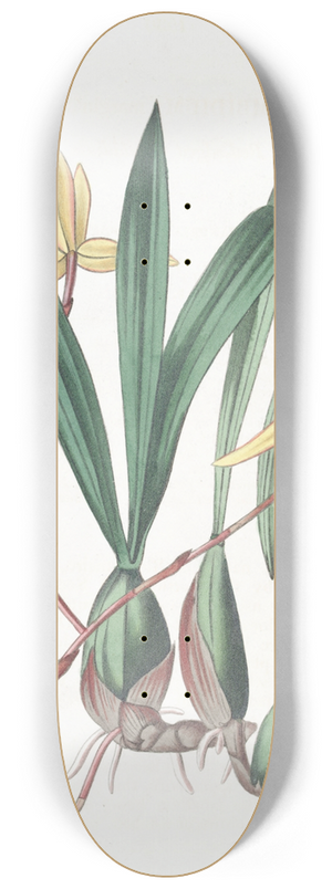 Sydenham Edwards - Red-edged Cymbidium 8.25 inch art skate deck