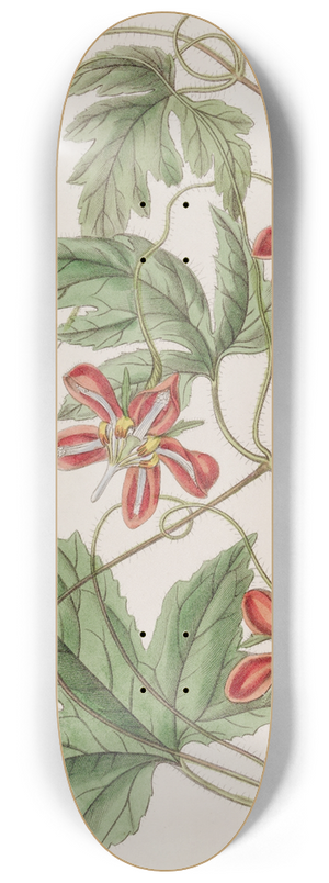 Sydenham Edwards - Red Loasa 8.25 inch art skate deck