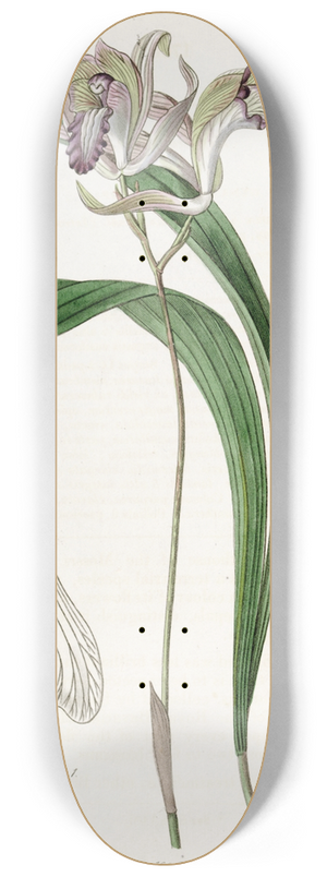 Sydenham Edwards - Reflexed Bletia 8.25 inch art skate deck