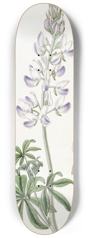 Sydenham Edwards - River Lupine 8.25 inch art skate deck