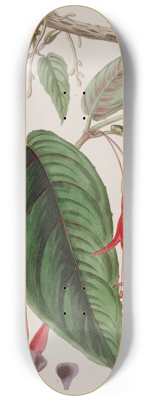 Sydenham Edwards - Rooting Fuchsia 8.25 inch art skate deck